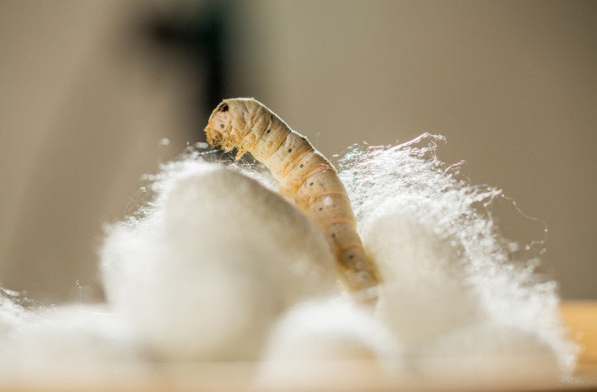 Discovering Silk: A Personal Journey into Its Magic